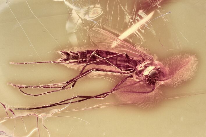 Fossil True Midge (Chironomidae) in Baltic Amber #321774